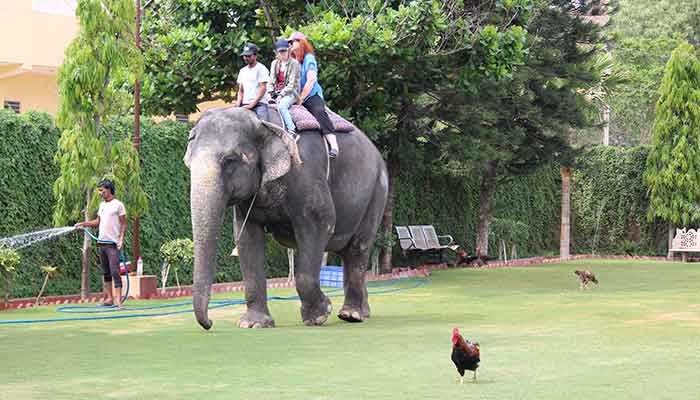 Walk With Elephant